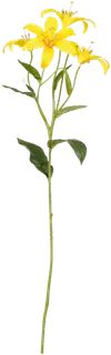 Mica Koristeoksa Lilja keltainen 63cm
