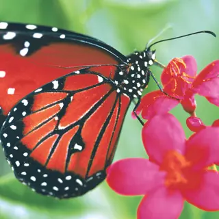 PAPER + DESIGN lautasliina Spring Butterfly 33x33cm 3-krs 20kpl