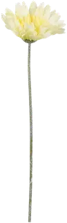 Mica Koristeoksa Gerbera kerma 64cm