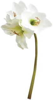 Finnmari Amaryllis 67 cm valkoinen