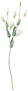 Finnmari Eustoma 80 cm valkoinen