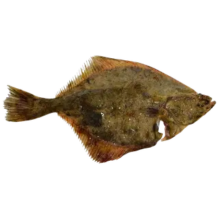 Lest roogitud, jahutatud kg