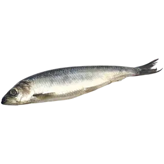 M.V.Wool Soolaheeringas, jahutatud Kg