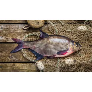Latikas roogitud, jahutatud