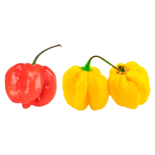 Tšilli Habanero (tugevus 10)