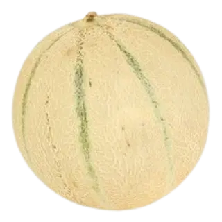 Melon Cantaloupe