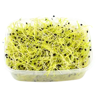 Küüslaugu idud 50g