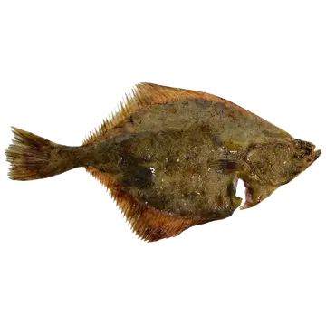 Lest roogitud, jahutatud kg