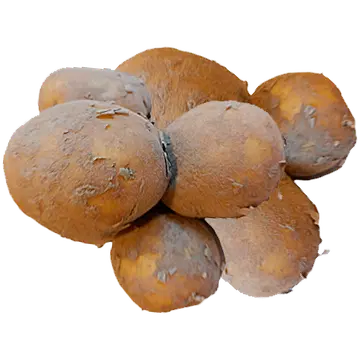Kartul pesemata