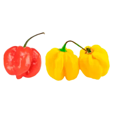 Tšilli Habanero (tugevus 10)