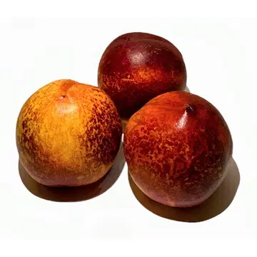 Nektariin