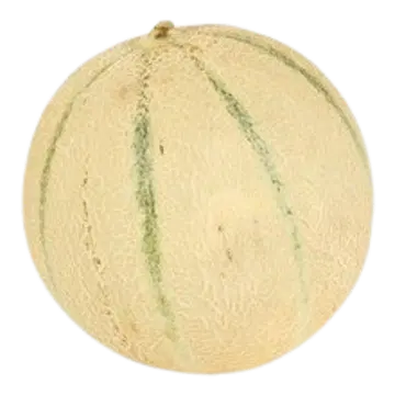 Melon Cantaloupe