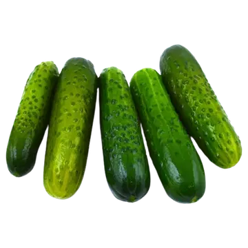 Värske soolakurk lahtine