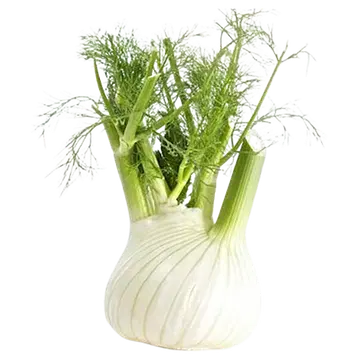 Fenkol