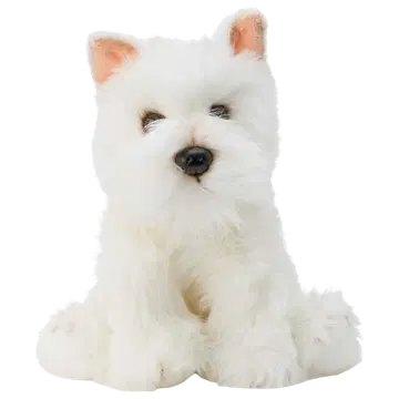Westie koer