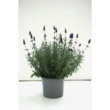 lavendel