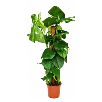 Hiid - Monstera
