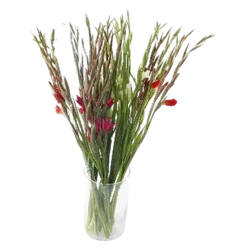 Gladiool 5 oksa 50cm