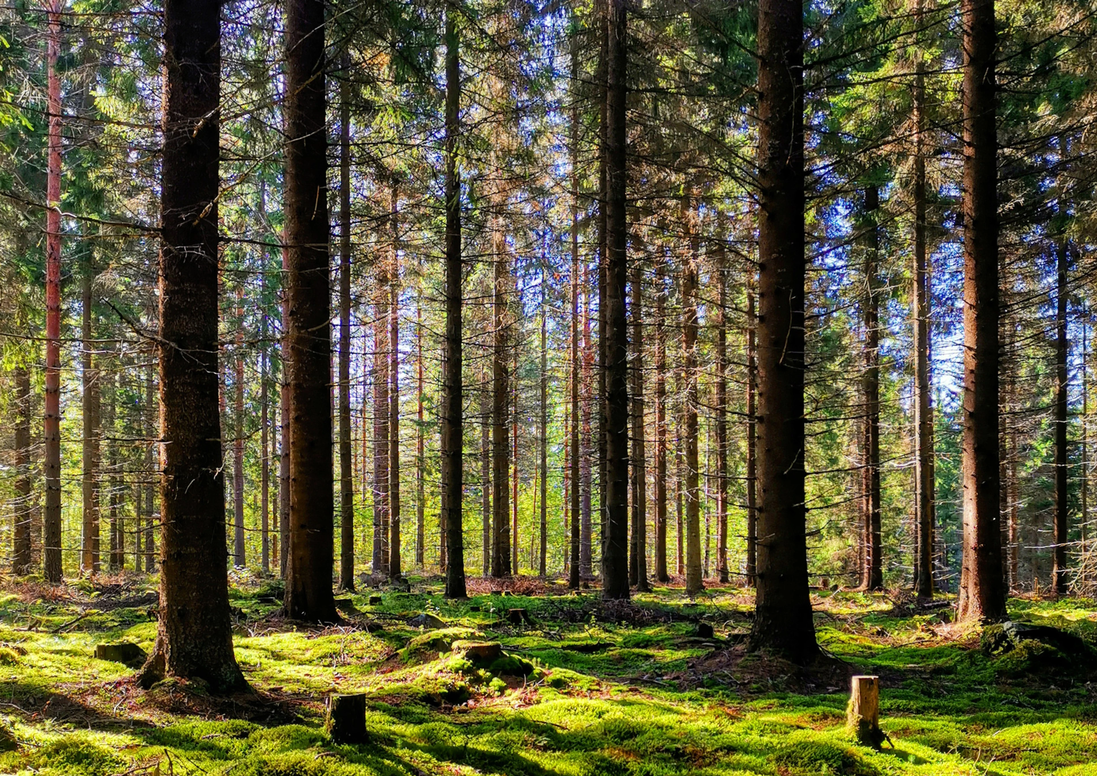 Kuusi -ja mäntymetsää sammalpohjalla.