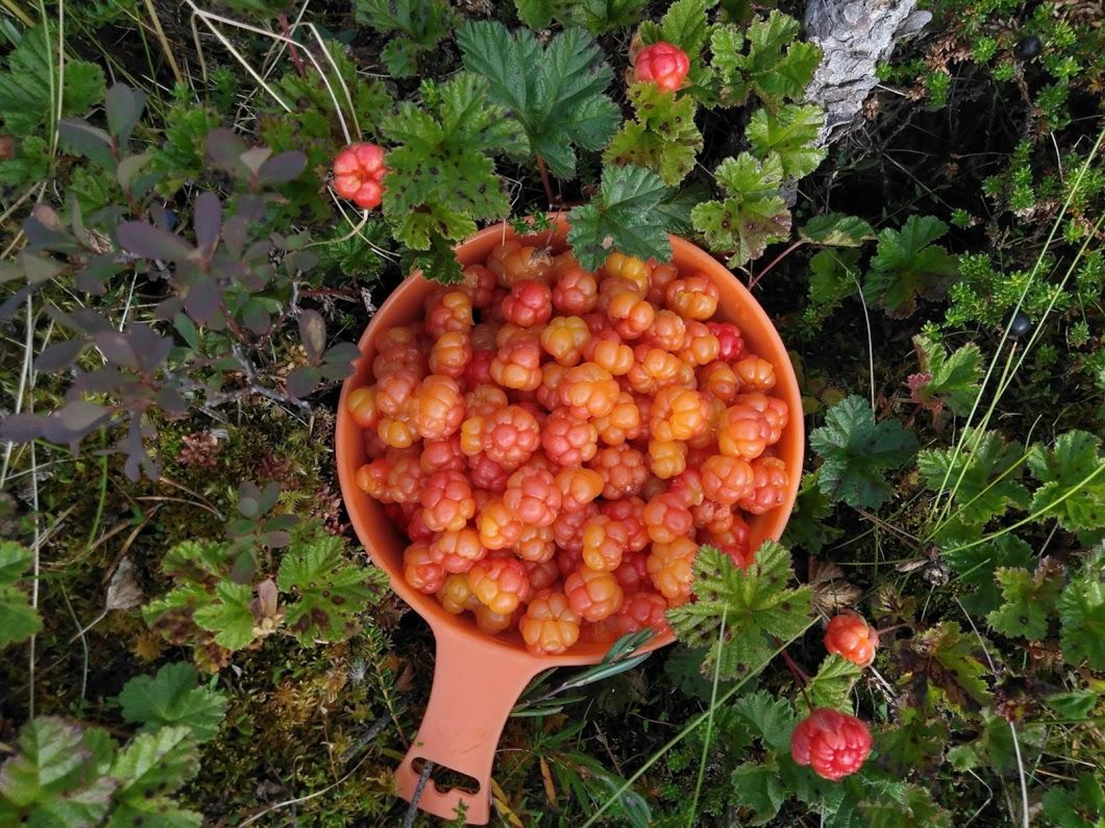 Kipollinen lakkoja laskettuna marjamättäälle