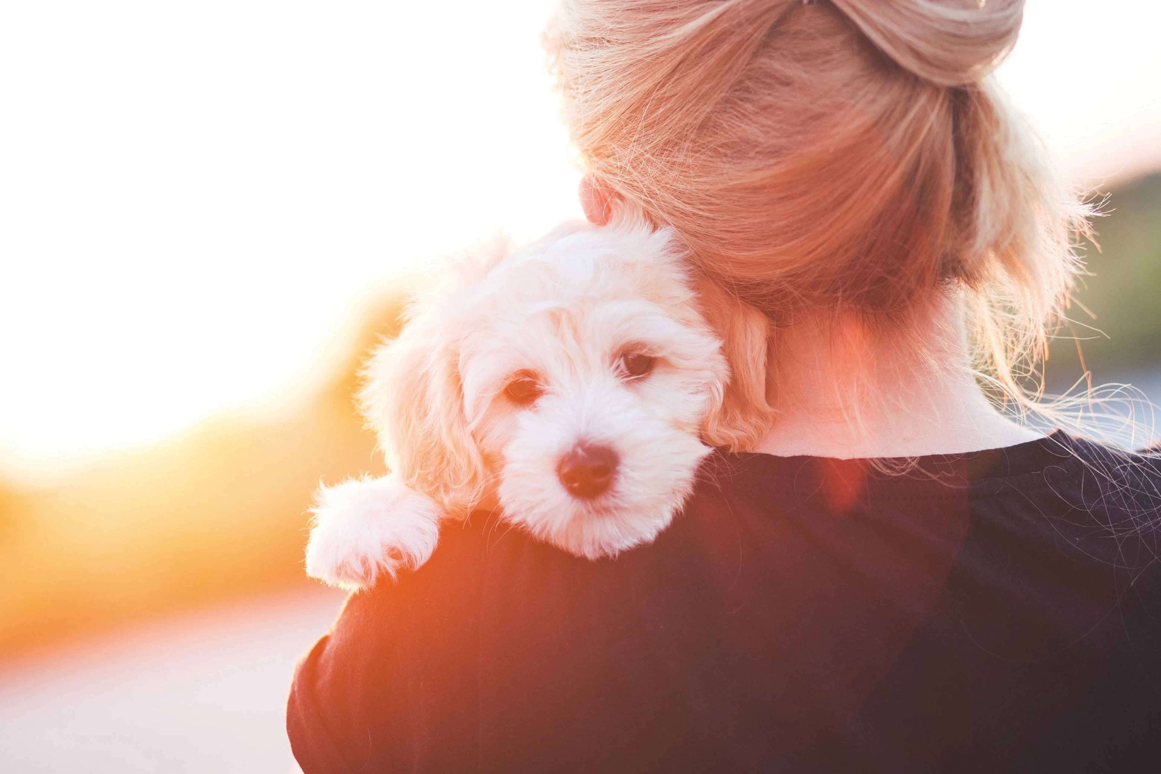En liten hund tittar in i kameran från ägarens famn.