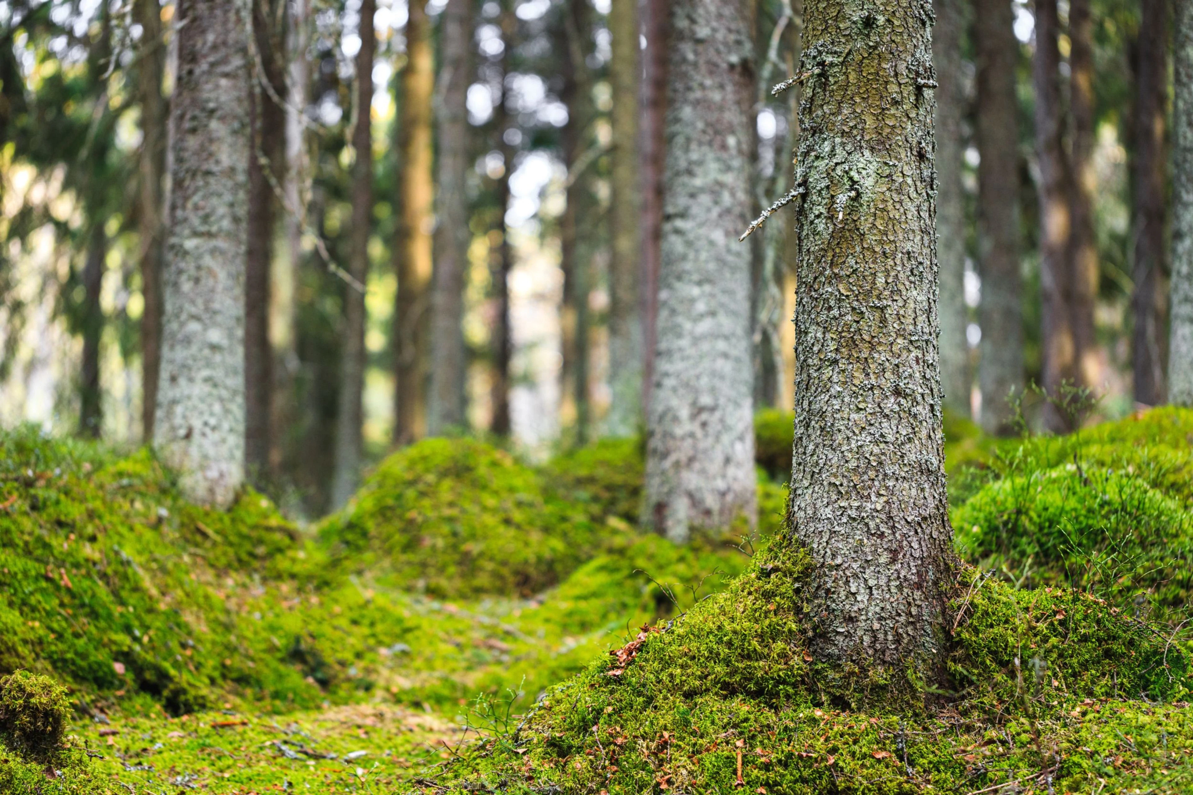 Mäntymetsä