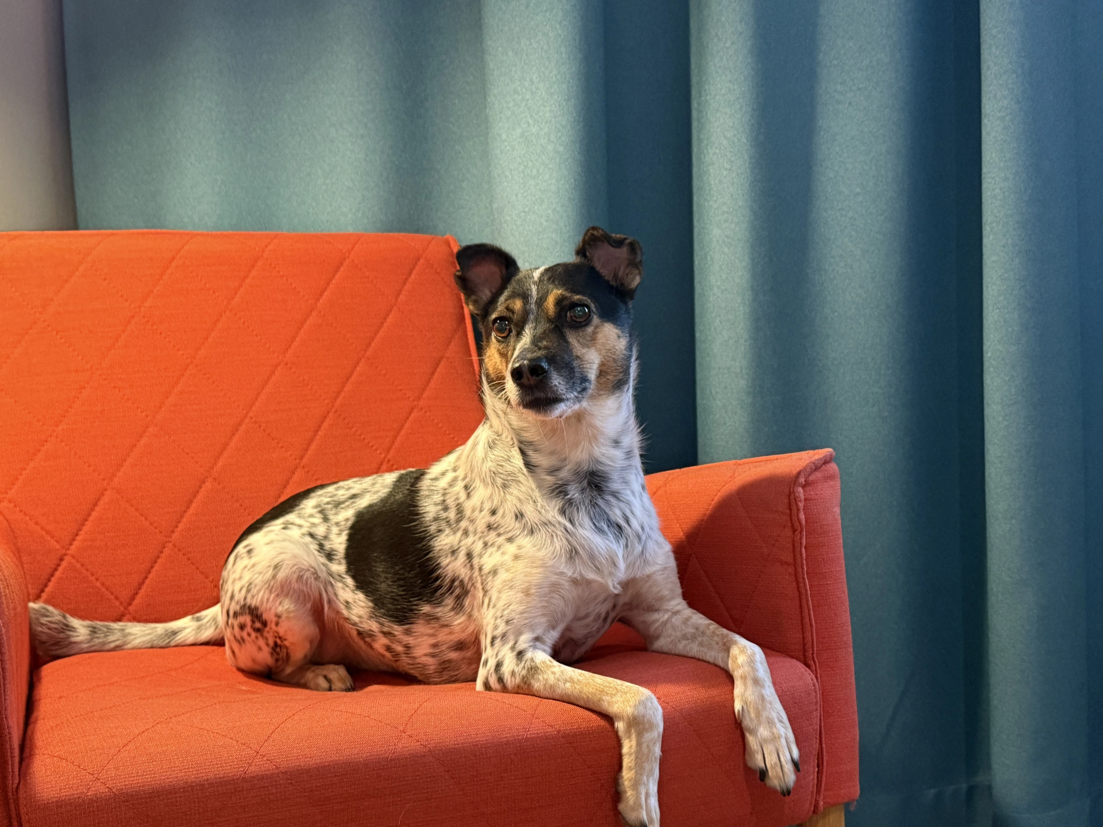 Small speckled dog sitting on an orange-red sofa against a blue curtain backdrop.