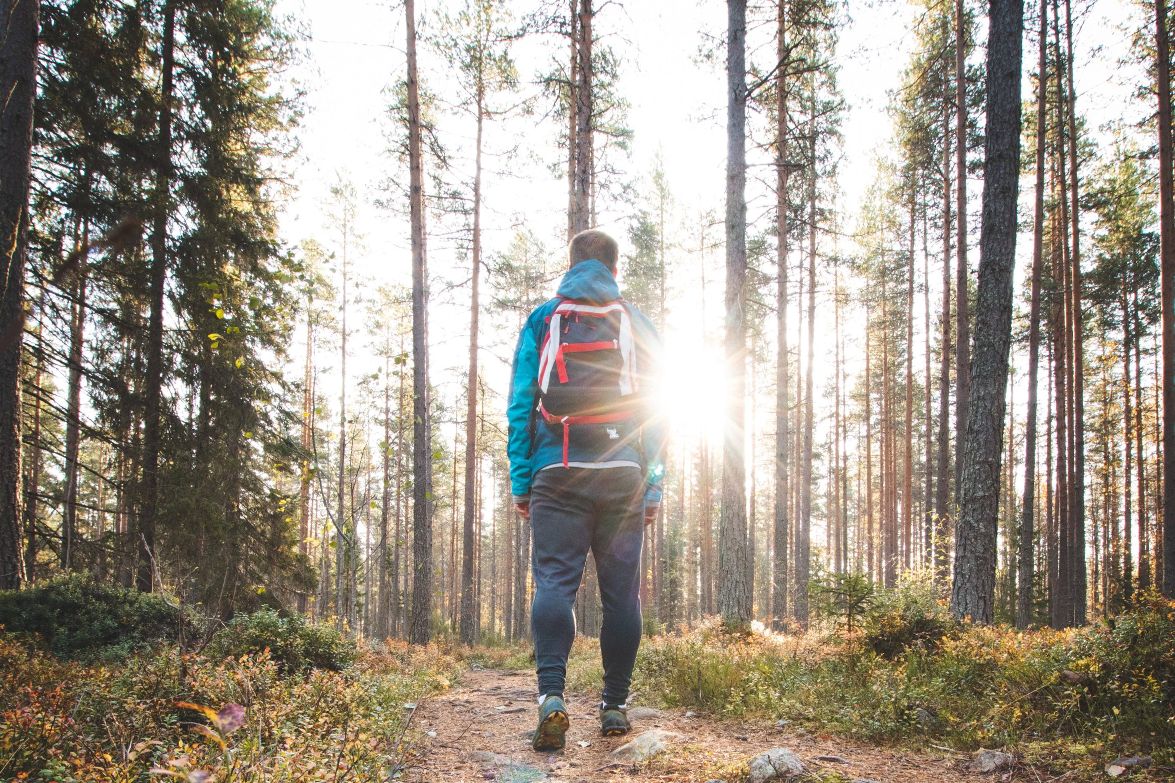 Hiker in turquoise jacket with backpack walking along a sunlit forest trail among tall pine trees.