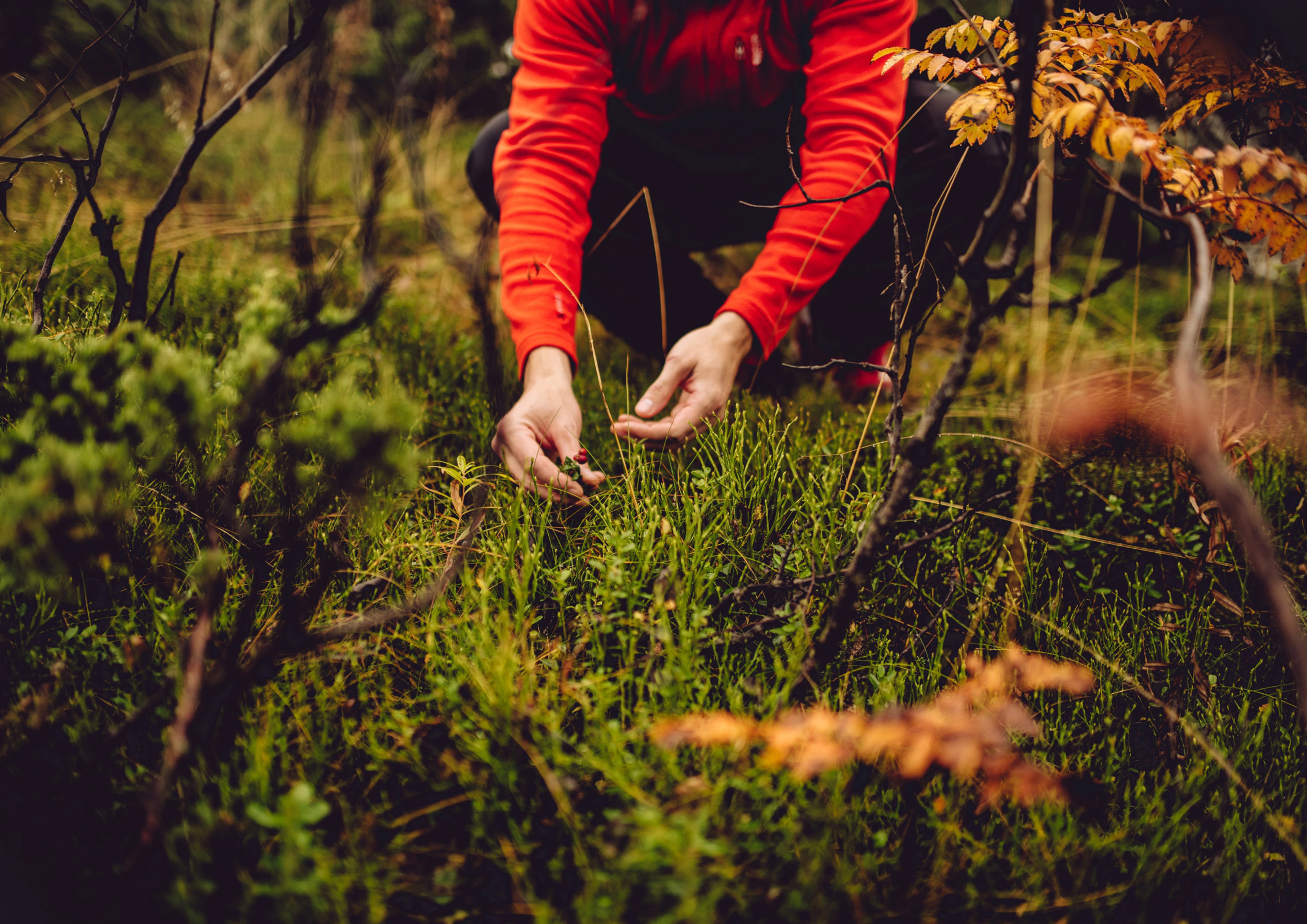 Nainen kerää marjoja metsässä vihreiden sammalten keskellä.