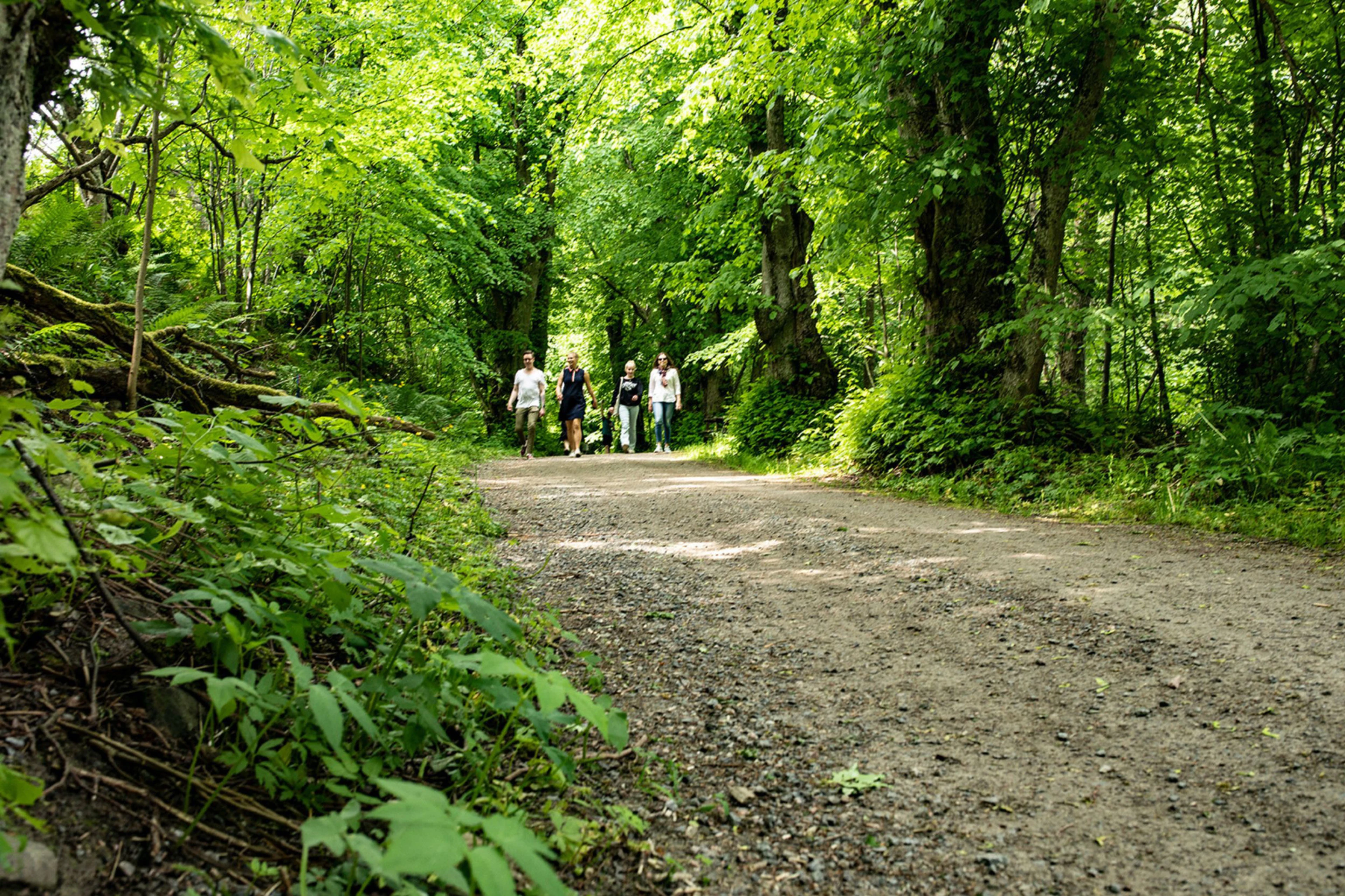 Four people walking on a forest road.