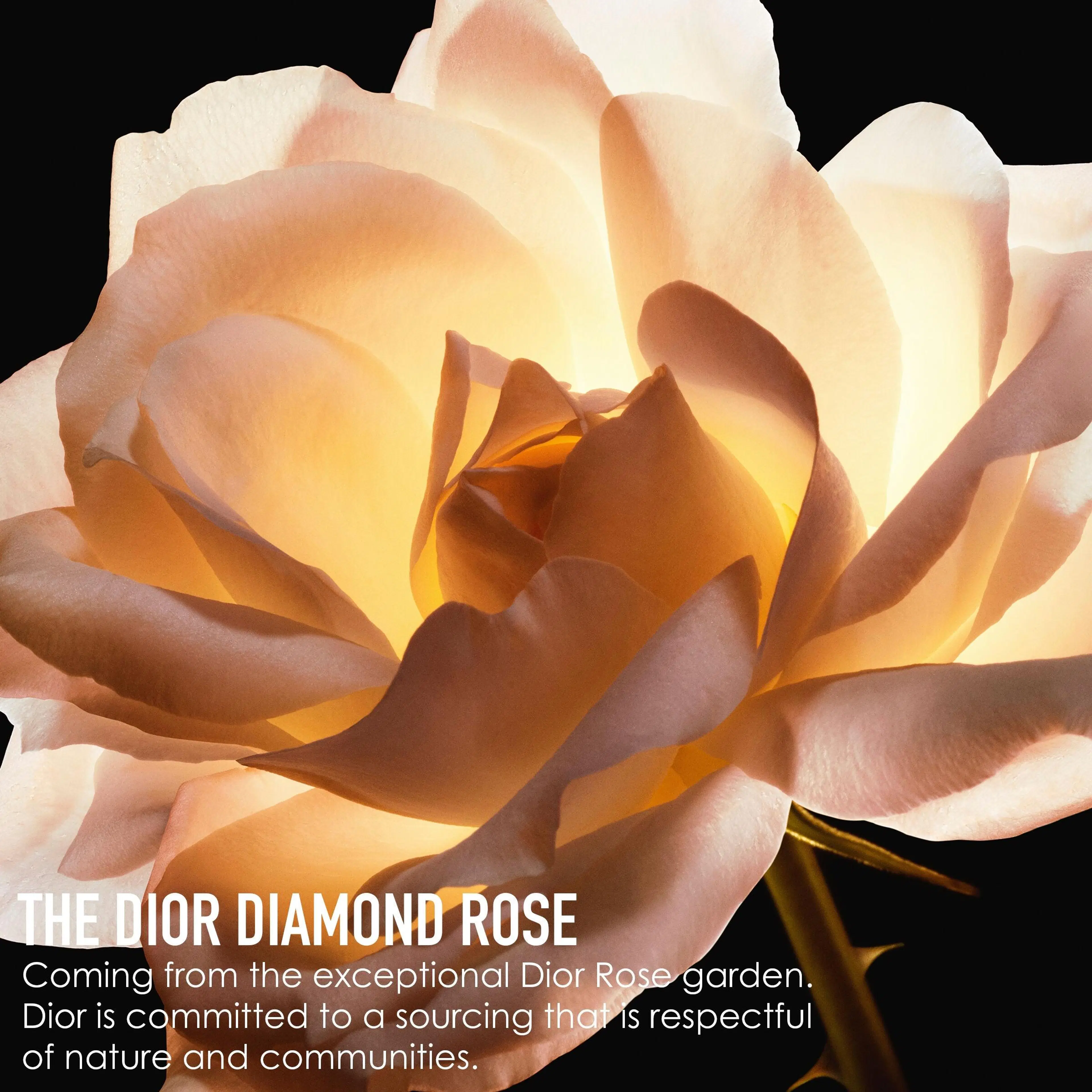 DIOR Prestige Micro-Huile De Rose Advanced Face Serum 30 ml