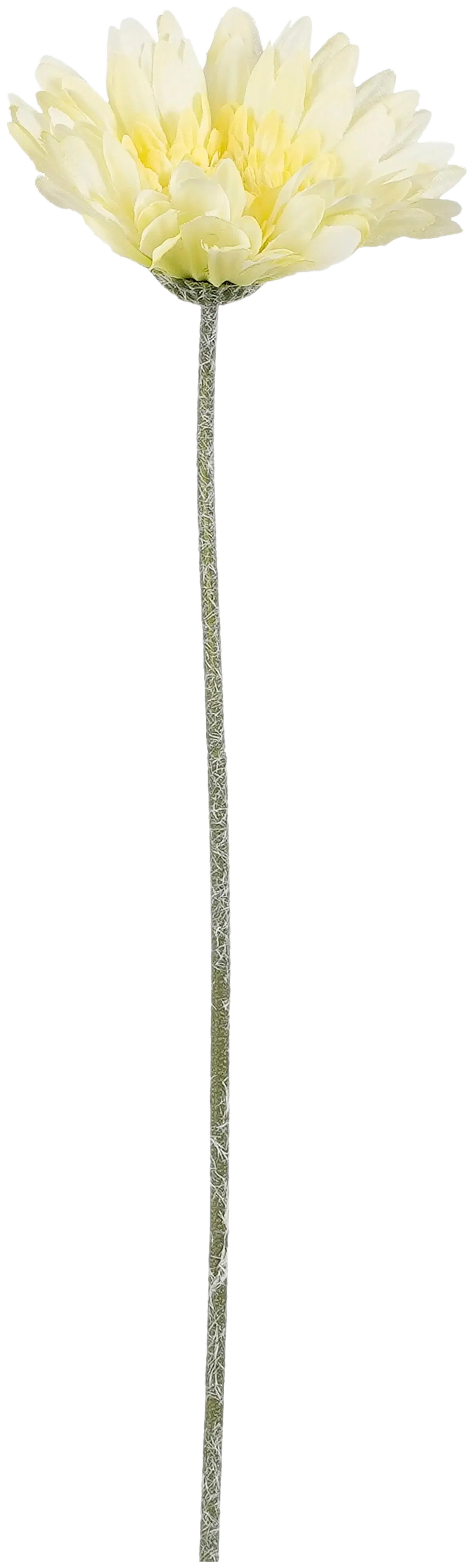 Mica Koristeoksa Gerbera kerma 64cm