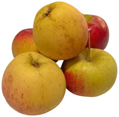 Õun Auksis II klass