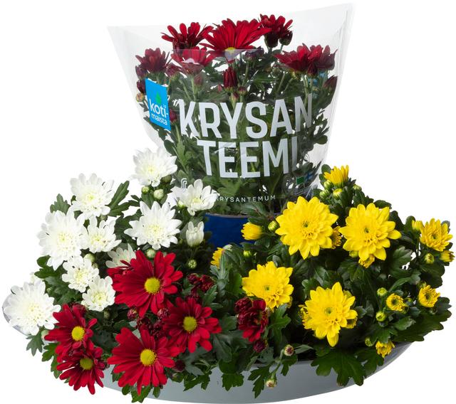 Kotimaista ruukkukrysanteemi, Chrysanthemum, värilajitelma, rk 12cm