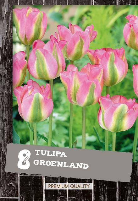 Tulppaani Groenland 8kpl