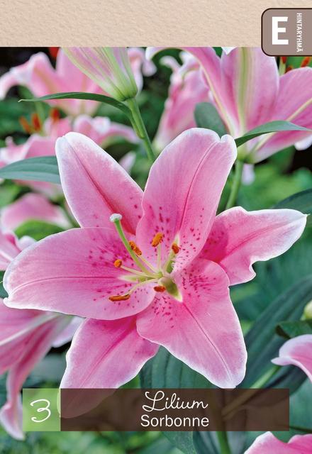 Oriental-lilja 'Sorbonne' 3kpl