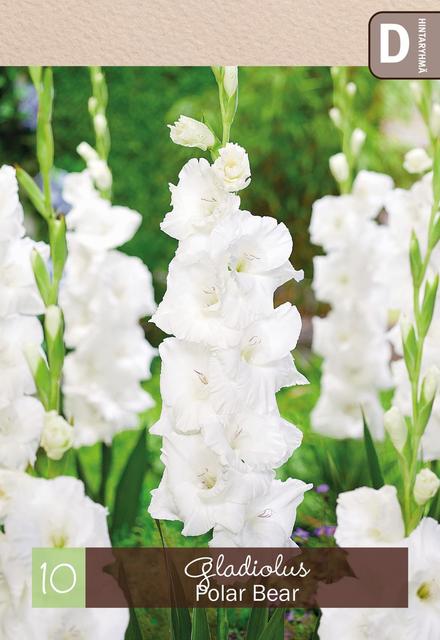 Gladiolus 'Polar Bear' 10kpl