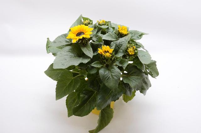 Auringonkukka, Helianthus, Multiflower, ruukku 15cm