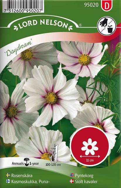 95020 kosmose lill daydream