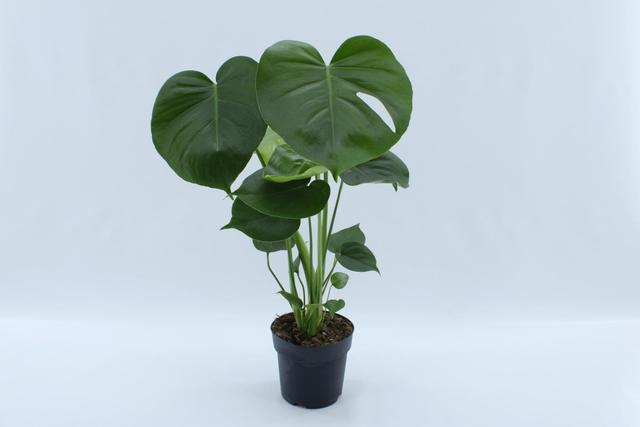 Monstera 14CM