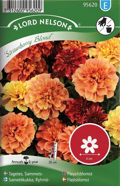 95620 tagetes strawberry blond