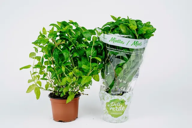 Deliverde minttu