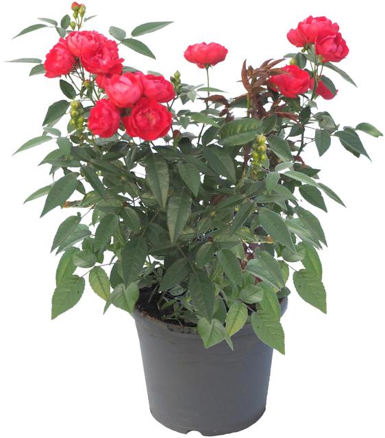 Ruusu Morsdag, perinteinen äitienpäiväruusu, rk 16cm, lajitelmavärit, muovikääre