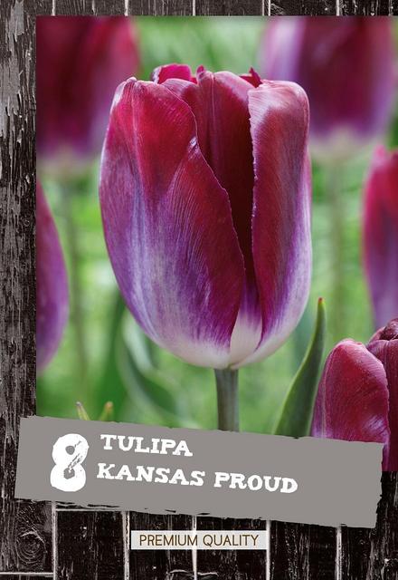 Tulppaani Kansas Proud 8kpl