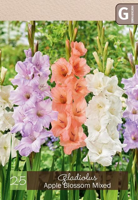 Gladiolussekoite 'Apple Blossom' 25kpl