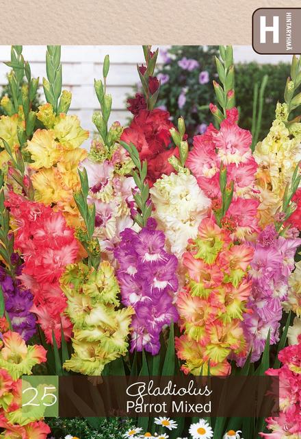 Gladiolussekoite 'Parrot' 25kpl