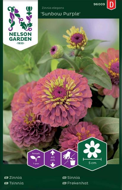 96009 zinnia sunbow purple