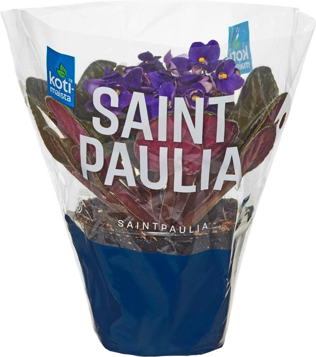 Kotimaista saintpaulia, värilajitelma, rk 10,5cm