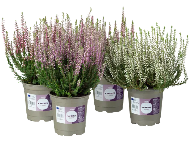 Coop Calluna vulgaris, aitokanerva, värilajitelma