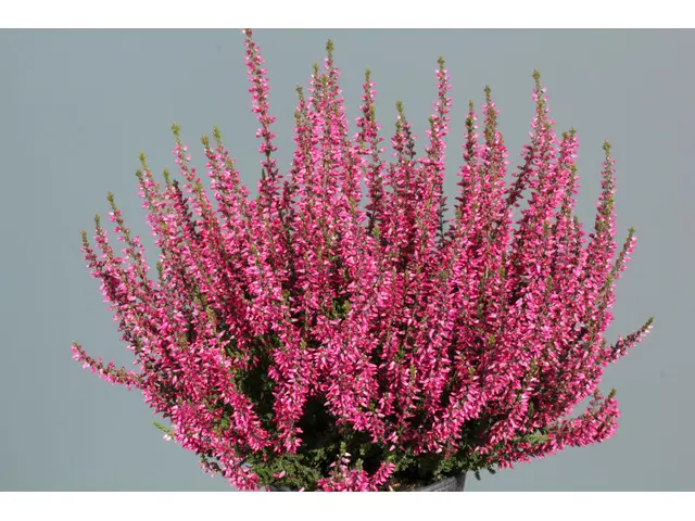 Calluna garden girls Fluffy aitokanerva 12 cm